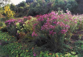 Garten . Untermaßfeld